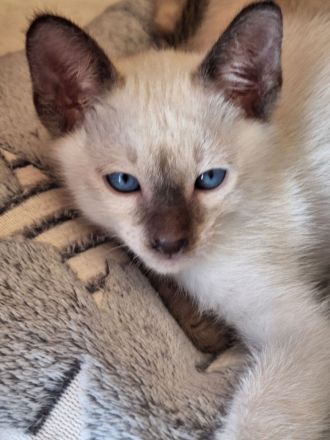 Siam, Thaikatzen, Thaikitten mit Stammbaum