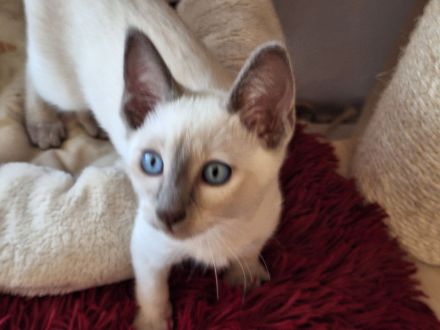 Siam, Thaikatzen, Thaikitten mit Stammbaum