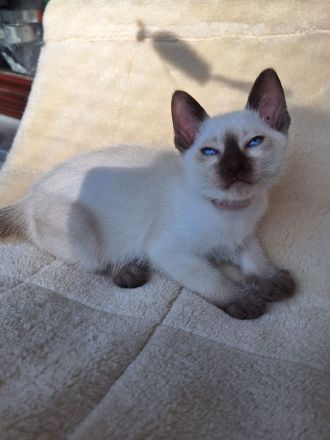 Siam, Thaikatzen, Thaikitten mit Stammbaum