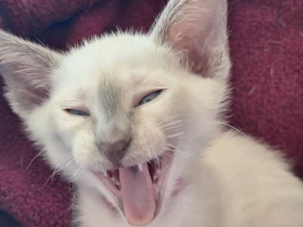 Siam, Thaikatzen, Thaikitten mit Stammbaum