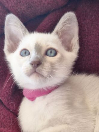 Siam, Thaikatzen, Thaikitten mit Stammbaum