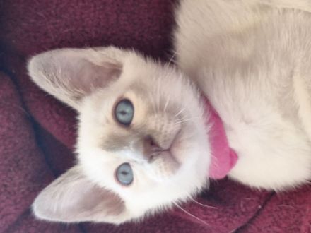 Siam, Thaikatzen, Thaikitten mit Stammbaum