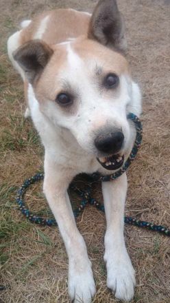 NANUK - sanfter Rüde sucht ein ruhiges Plätzchen