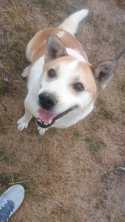 NANUK - sanfter Rüde sucht ein ruhiges Plätzchen