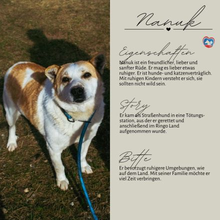 NANUK - sanfter Rüde sucht ein ruhiges Plätzchen