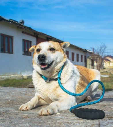 NANUK - sanfter Rüde sucht ein ruhiges Plätzchen