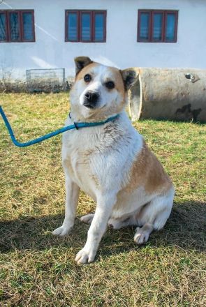 NANUK - sanfter Rüde sucht ein ruhiges Plätzchen
