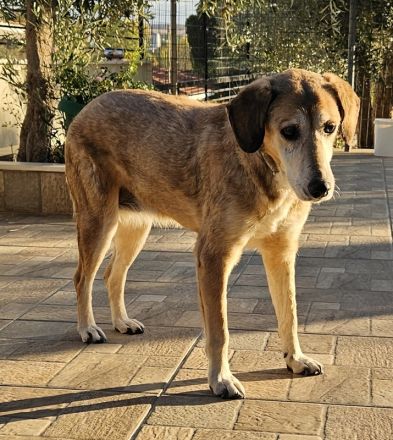 Cleo, geb. ca. 10/2019, lebt in GRIECHENLAND, auf einer privaten Pflegestelle