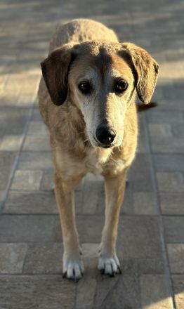 Cleo, geb. ca. 10/2019, lebt in GRIECHENLAND, auf einer privaten Pflegestelle