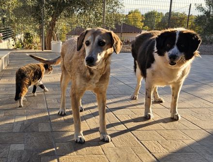 Cleo, geb. ca. 10/2019, lebt in GRIECHENLAND, auf einer privaten Pflegestelle