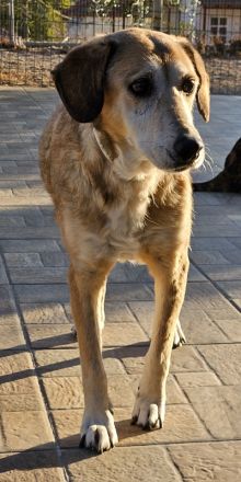 Cleo, geb. ca. 10/2019, lebt in GRIECHENLAND, auf einer privaten Pflegestelle