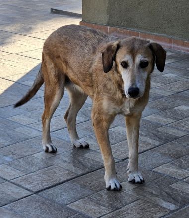 Cleo, geb. ca. 10/2019, lebt in GRIECHENLAND, auf einer privaten Pflegestelle