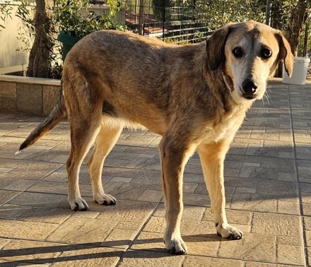 Cleo, geb. ca. 10/2019, lebt in GRIECHENLAND, auf einer privaten Pflegestelle