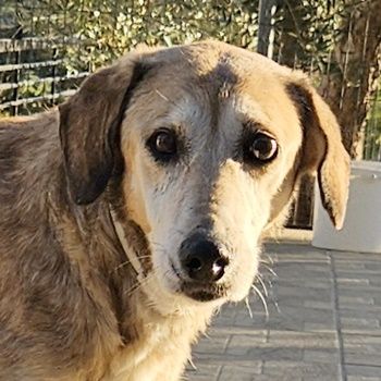 Cleo, geb. ca. 10/2019, lebt in GRIECHENLAND, auf einer privaten Pflegestelle