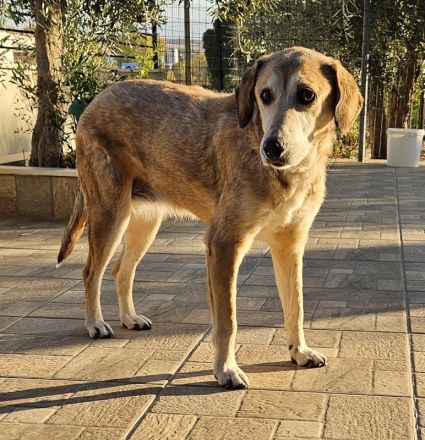 Cleo, geb. ca. 10/2019, lebt in GRIECHENLAND, auf einer privaten Pflegestelle