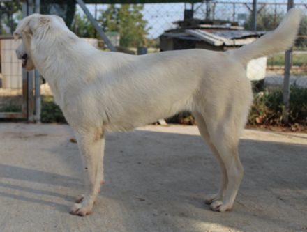 Hanna, geb. ca. 01/2024, lebt in GRIECHENLAND, im städt. Tierheim Serres