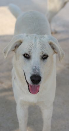 Hanna, geb. ca. 01/2024, lebt in GRIECHENLAND, im städt. Tierheim Serres