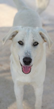 Hanna, geb. ca. 01/2024, lebt in GRIECHENLAND, im städt. Tierheim Serres