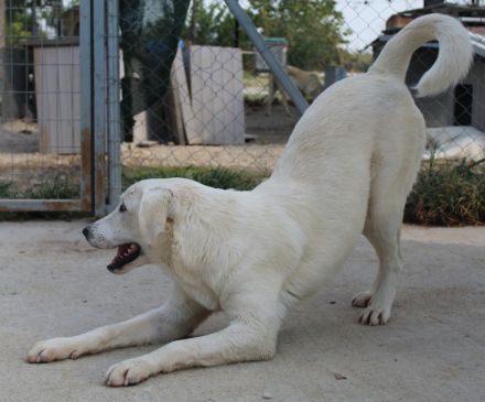 Hanna, geb. ca. 01/2024, lebt in GRIECHENLAND, im städt. Tierheim Serres