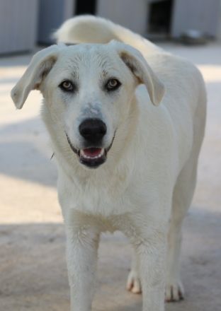 Hanna, geb. ca. 01/2024, lebt in GRIECHENLAND, im städt. Tierheim Serres