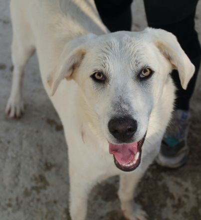 Hanna, geb. ca. 01/2024, lebt in GRIECHENLAND, im städt. Tierheim Serres