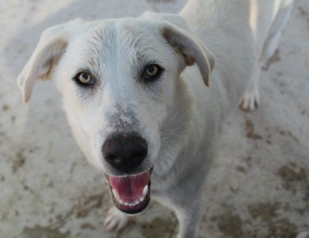 Hanna, geb. ca. 01/2024, lebt in GRIECHENLAND, im städt. Tierheim Serres