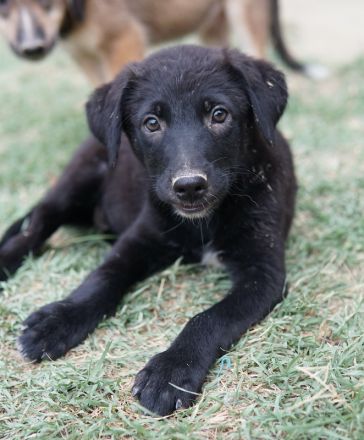 Kora, Lilia, Moila, geb. ca. 05/2024, lebt in GRIECHENLAND, auf einer privaten Pflegestelle