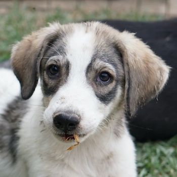 Kora, Lilia, Moila, geb. ca. 05/2024, lebt in GRIECHENLAND, auf einer privaten Pflegestelle