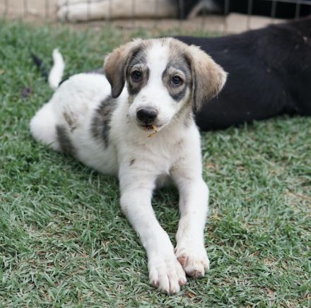 Kora, Lilia, Moila, geb. ca. 05/2024, lebt in GRIECHENLAND, auf einer privaten Pflegestelle