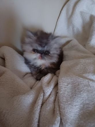 reinrassige Perserkitten suchen einen neuen Wirkungskreis