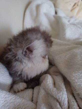 reinrassige Perserkitten suchen einen neuen Wirkungskreis