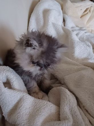 reinrassige Perserkitten suchen einen neuen Wirkungskreis