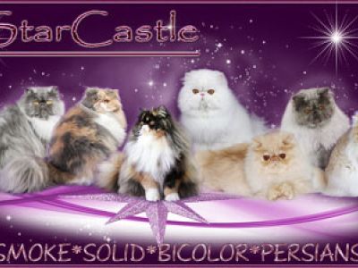 reinrassige Perserkitten suchen einen neuen Wirkungskreis