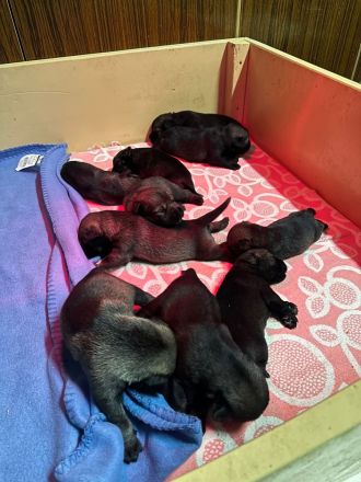 Mittelschnauzerwelpen Pfeffer/Salz