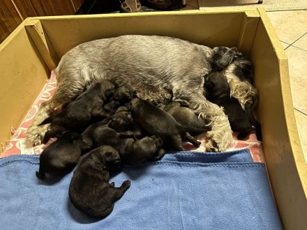 Mittelschnauzerwelpen Pfeffer/Salz