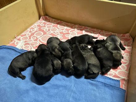 Mittelschnauzerwelpen Pfeffer/Salz