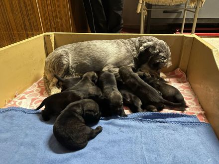 Mittelschnauzerwelpen Pfeffer/Salz