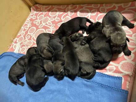 Mittelschnauzerwelpen Pfeffer/Salz