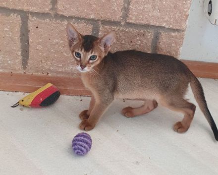 Abessinier Kitten