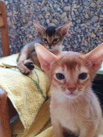 Abessinier Kitten