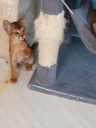 Abessinier Kitten