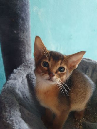 Abessinier Kitten