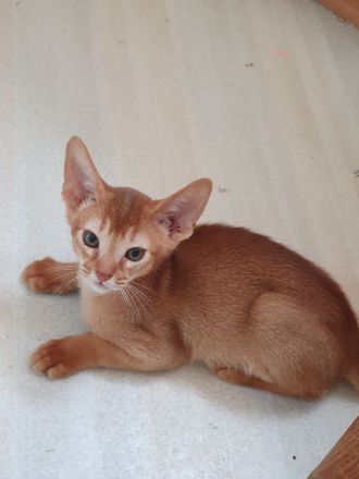 Abessinier Kitten