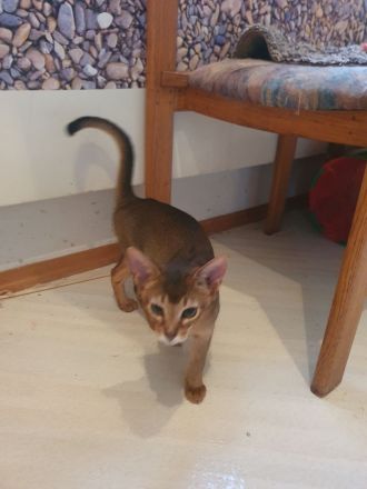 Abessinier Kitten