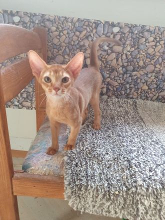 Abessinier Kitten