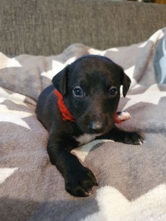 Whippet Welpen