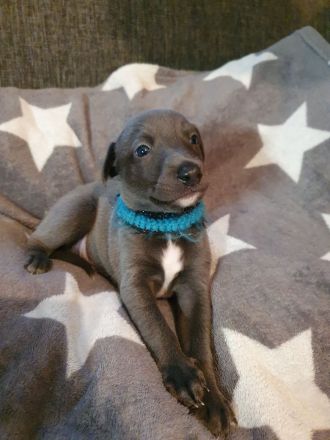 Whippet Welpen