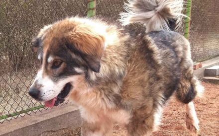 Flauschbär Joker suchht ein Zuhause