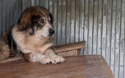 Flauschbär Joker suchht ein Zuhause