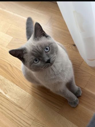 Britisch Kurzhaar Kater